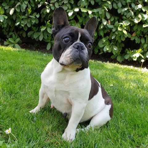 https://crazy4bulldogs.it/_img/_max/1043_max.jpg