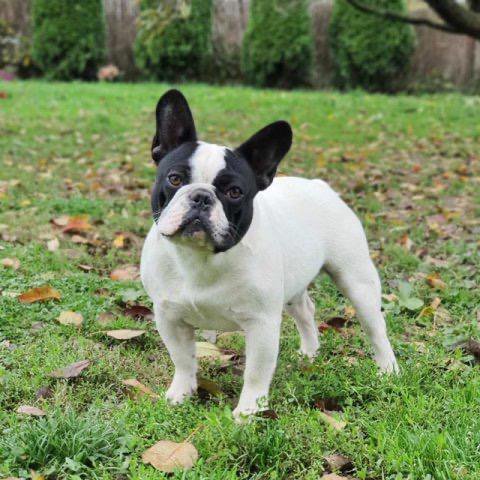 https://crazy4bulldogs.it/_img/_max/1047_max.jpg