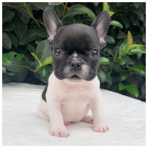 Aida  cucciolo bulldog francese caille