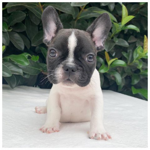 Amaretto  cucciolo bulldog francese caille