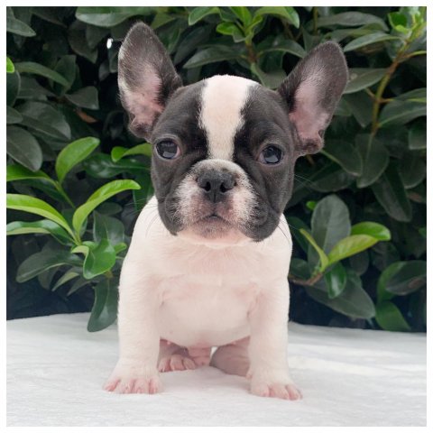 Arthur  cucciolo bulldog francese caille
