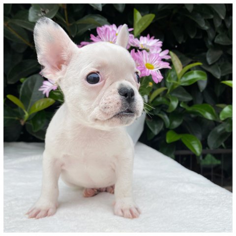 Axel  cucciolo bulldog francese caille