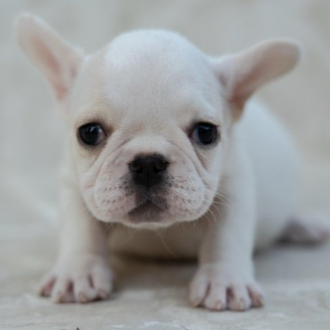 Betty  cucciolo bulldog francese Caille - Bioanco e nero