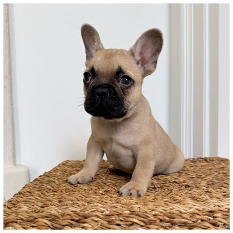 Billy  cucciolo bulldog francese Fulvo