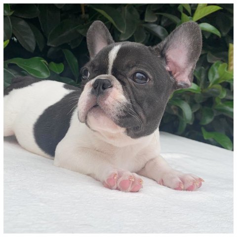 Caroline  cucciolo bulldog francese caille
