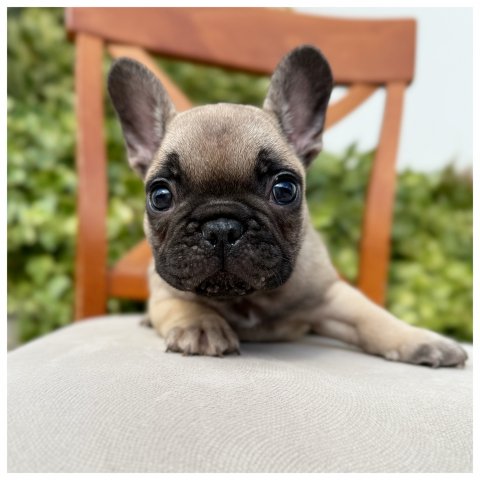 Filip  cucciolo bulldog francese Fulvo - Beige