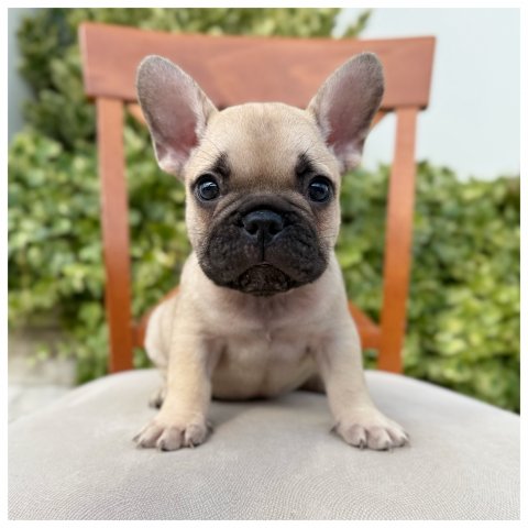 Franz  cucciolo bulldog francese Fulvo - Beige