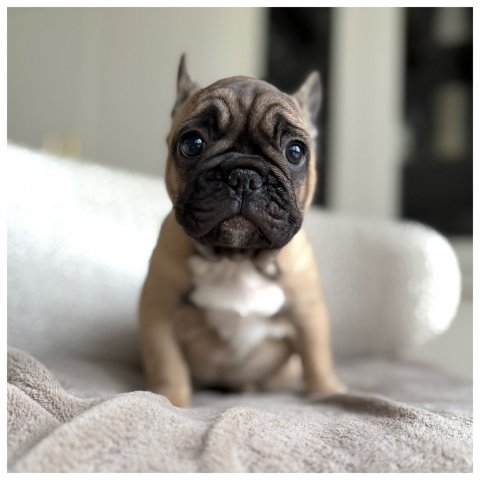 Pamy cucciolo bulldog francese Caille - Bianco Nero