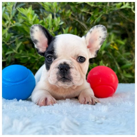 Pamy cucciolo bulldog francese Caille - Bianco Nero