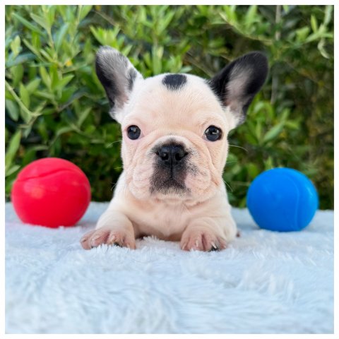Patty cucciolo bulldog francese Caille - Bianco Nero