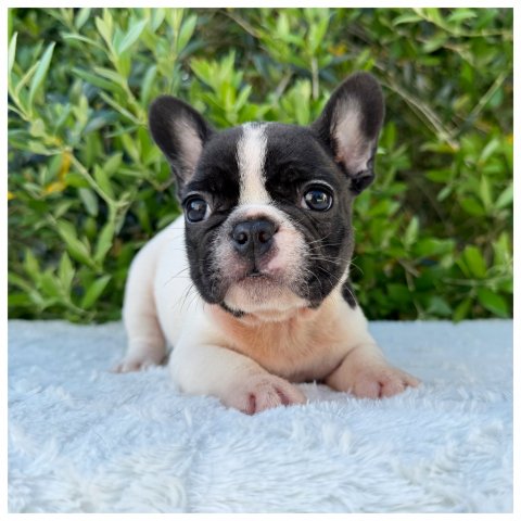 Penny cucciolo bulldog francese Caille - Bianco Nero