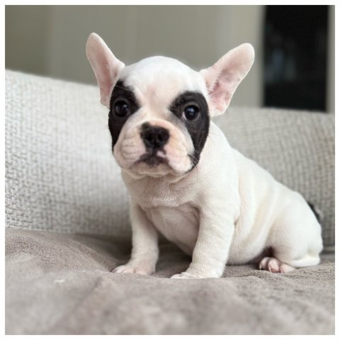 Perla cucciolo bulldog francese Caille - Bianco Nero