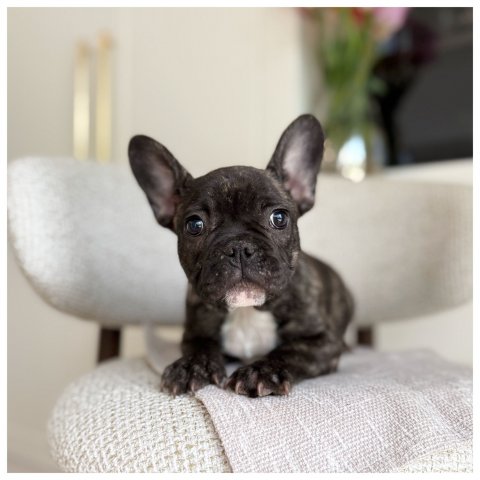 Peter  cucciolo bulldog francese Bringee - Nero