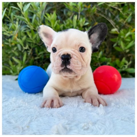 Petra cucciolo bulldog francese Caille - Bianco Nero
