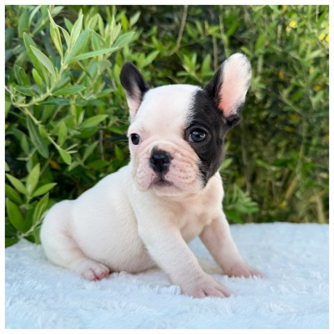Pretty cucciolo bulldog francese Caille - Bianco Nero