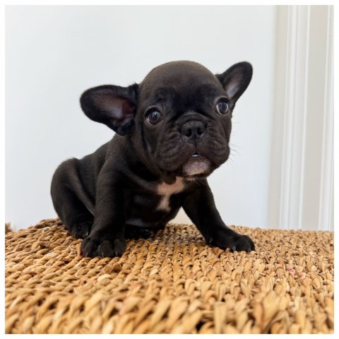 Roy  cucciolo bulldog francese Bringee - Nero